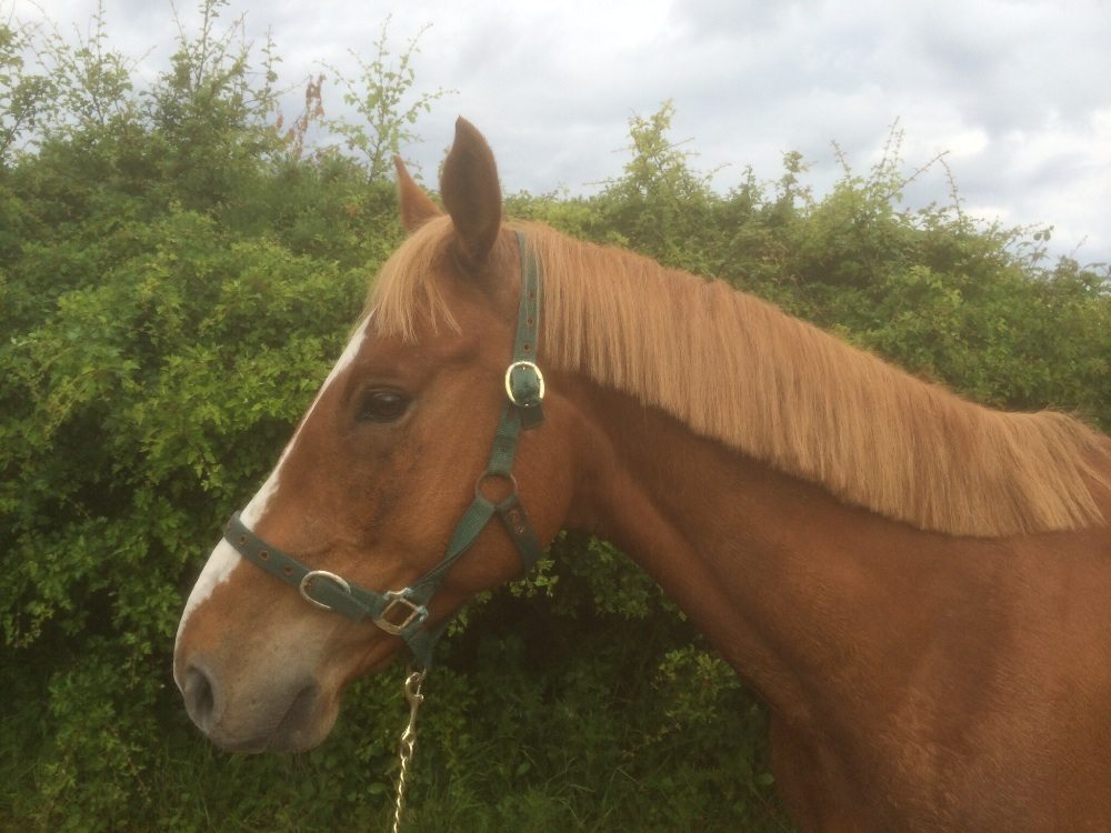 FEI Passports & Registrations Horse Sport Ireland