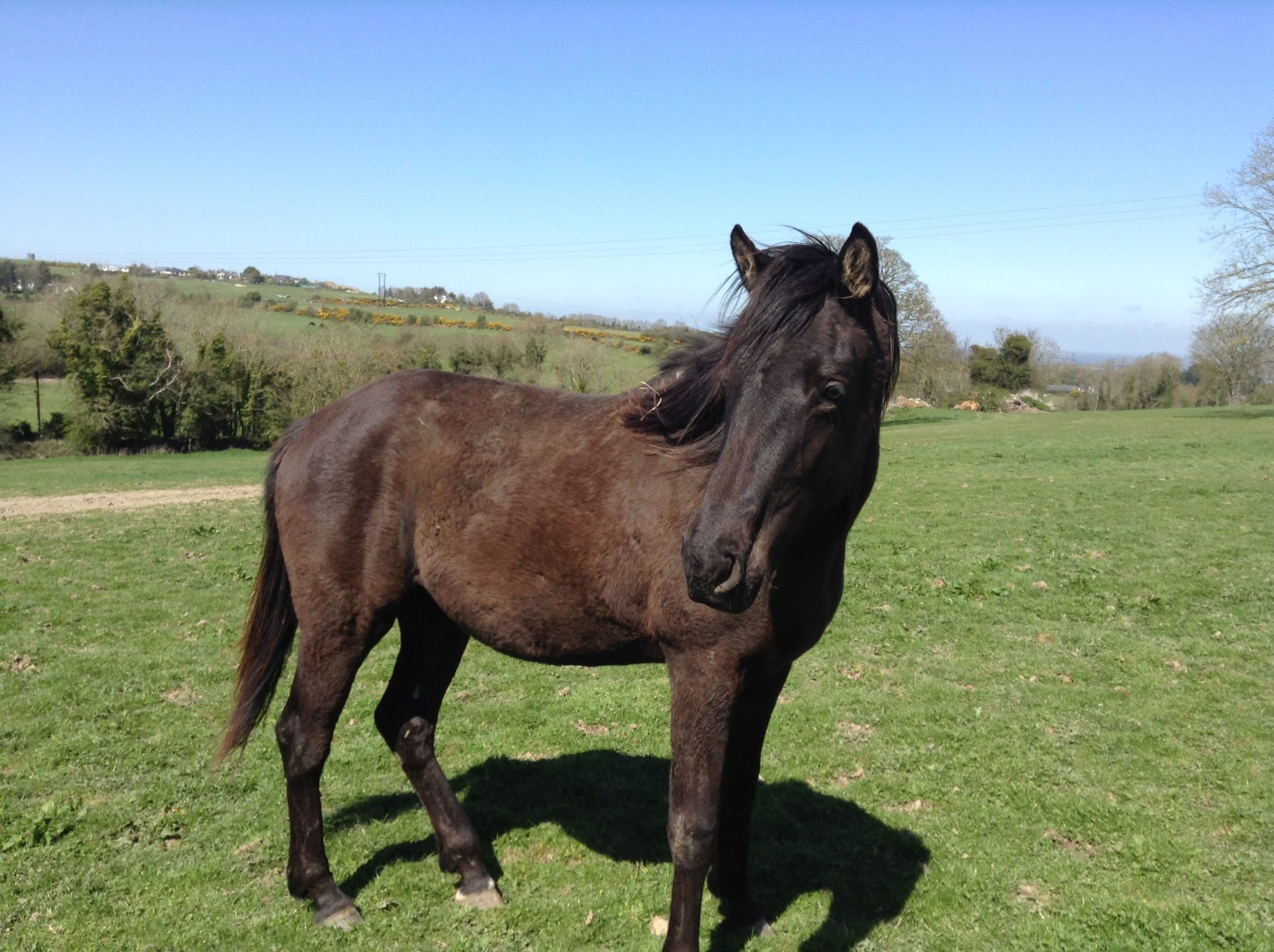 2YO Filly 2YO Filly