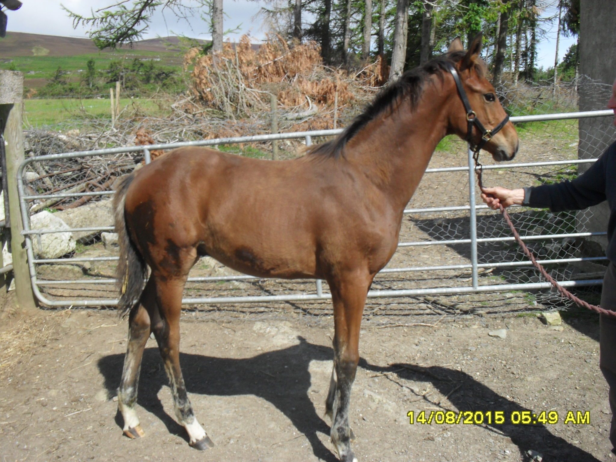Ballycreen Mythical star by kings master 2 Ballycreen Mythical star by kings master 2