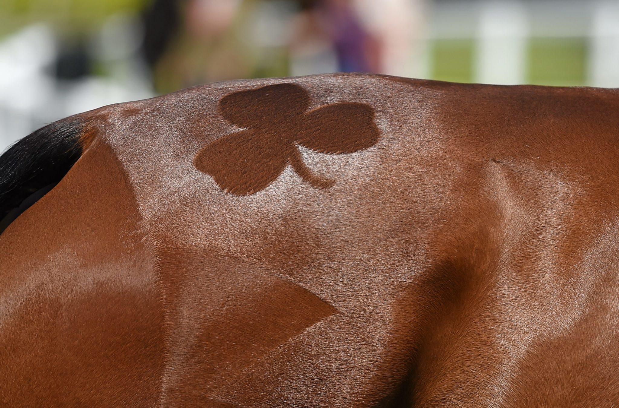28 May 2014; A horse in the parade ring prepares for the Tattersalls International Horse Trials CCI3 First Horse Inspection. Tattersall House, Ratoath, Co. Meath. Picture credit: Ramsey Cardy / SPORTSFILE *** NO REPRODUCTION FEE ***