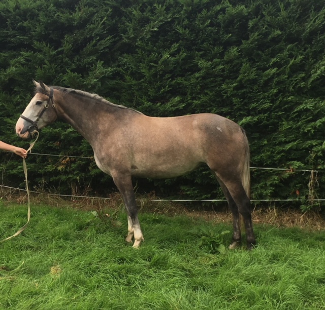 Welcome Glory 3 year old filly Welcome Glory 3 year old filly