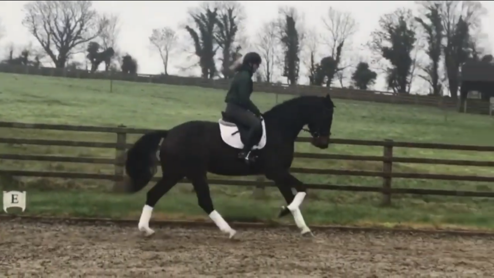 essie canter essie canter