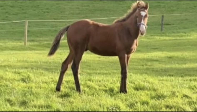 foal 2021 foal 2021