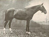 1901 Bay Irish Hunter 