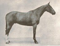 Bay Irish Hunter imported into the US, where he won 33 blue ribbons and was even high jumped jumping his record 7ft 1"