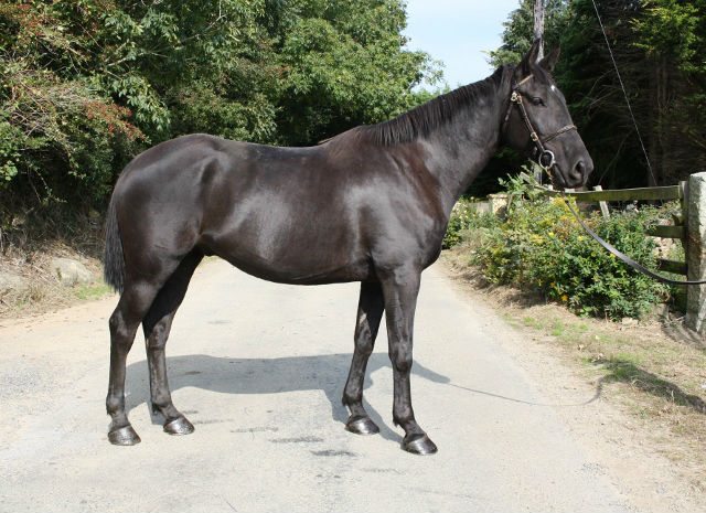 2008 Gelding By Kennedys Clover (640x465)