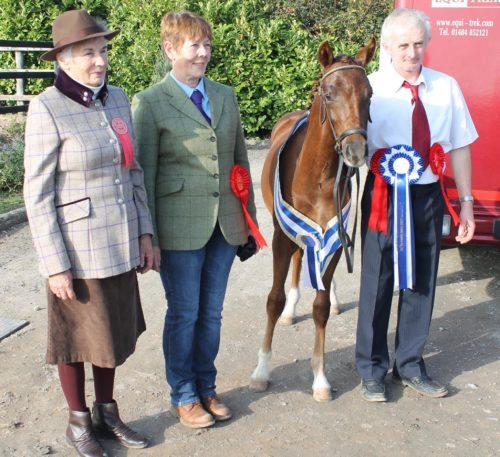 c_boylans_res_foal_tyrellspass_emerald_light-002