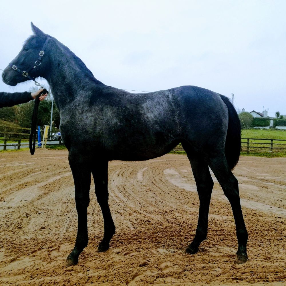 Irish sport horses for sale event horses for sale