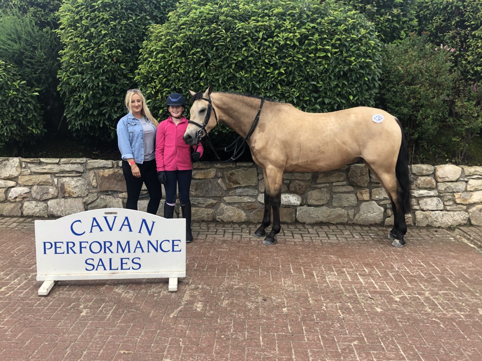 Irish sport horses for sale event horses for sale