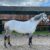 Milly_3