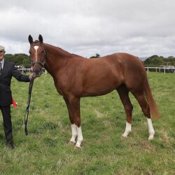 Limerick Show 2023- Champion Filly of the show