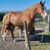horse3