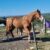 horse5