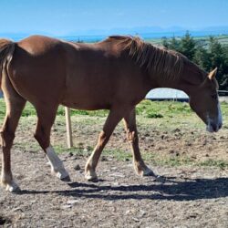 horse1
