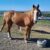 horse7