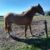 horse2