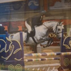 Showjumping