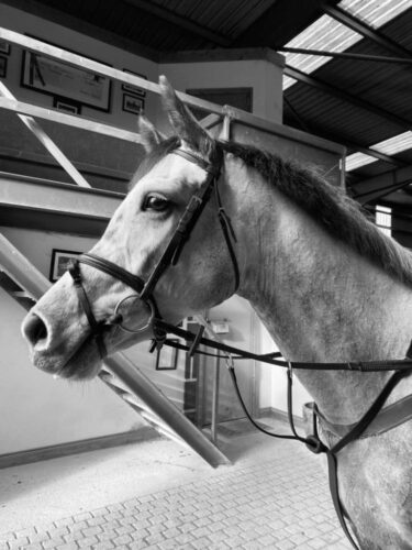 Ardass Vulgaris Caluna Ardass Vulgaris Caluna