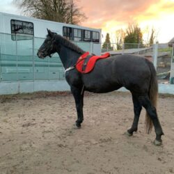 1B11EF13-4F20-4CAF-8E27-9245F07F083B