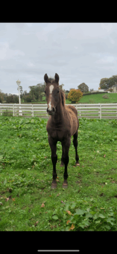 2EBAF1EA-BEF9-4B99-90CB-8645565D7B7A 2EBAF1EA-BEF9-4B99-90CB-8645565D7B7A