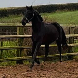 f0e2a4e1-a97c-443a-9b69-746eeea87d85