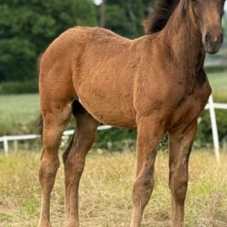 75025af2-8820-4dbe-8cf5-289fdb76c470