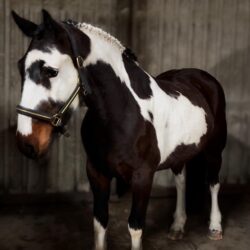 99c264b5-1f9d-4869-bb41-32101d52ca79