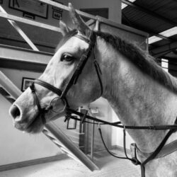 Ardass Vulgaris Caluna