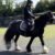 Teddy horseback 2