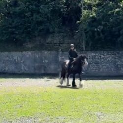 Teddy horseback riding