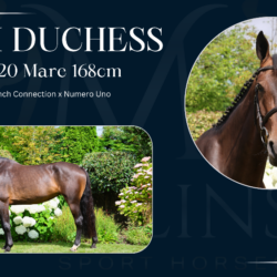 MSH Duchess