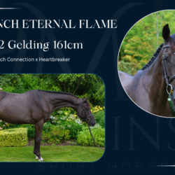 MSH French eternal flame